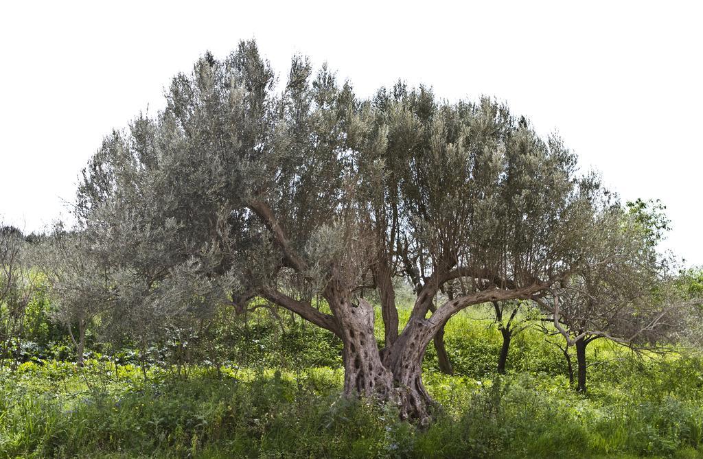 Agriturismo Rajata Villa Bagheria Eksteriør billede
